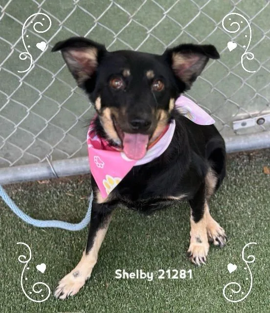 Shelby thumbnail 3
