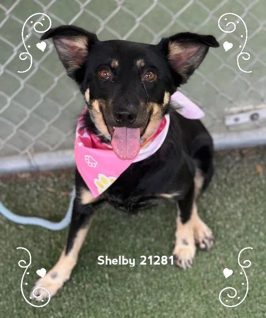 Shelby thumbnail 5