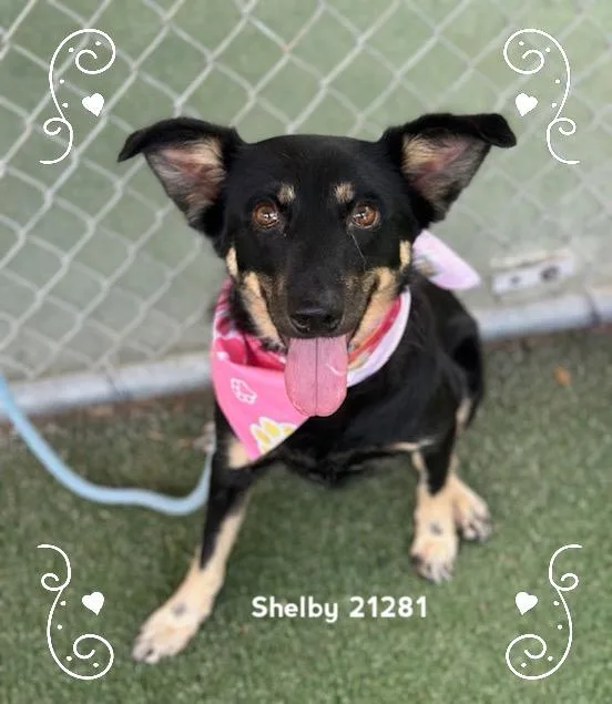 Shelby thumbnail 6