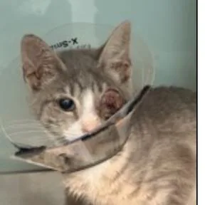 A baby small-sized female Gray / Blue / Silver Domestic Short Hair cat named Sydney for adoption in Middle Village, NY