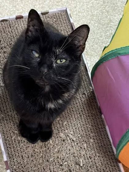 An adult medium-sized female Domestic Short Hair cat named Lucy $ for adoption in Seneca, SC