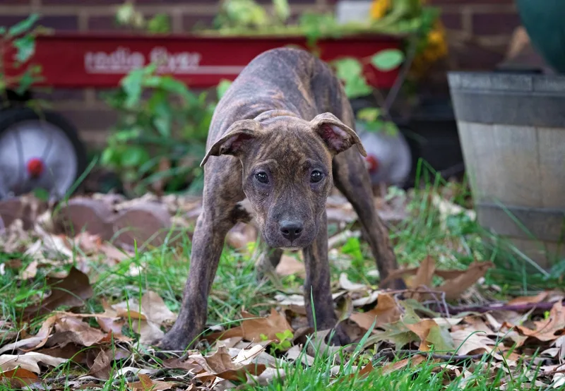 A baby medium-sized female Brindle Pit Bull Terrier dog named Anne of Cleves for adoption in Salisbury, MD