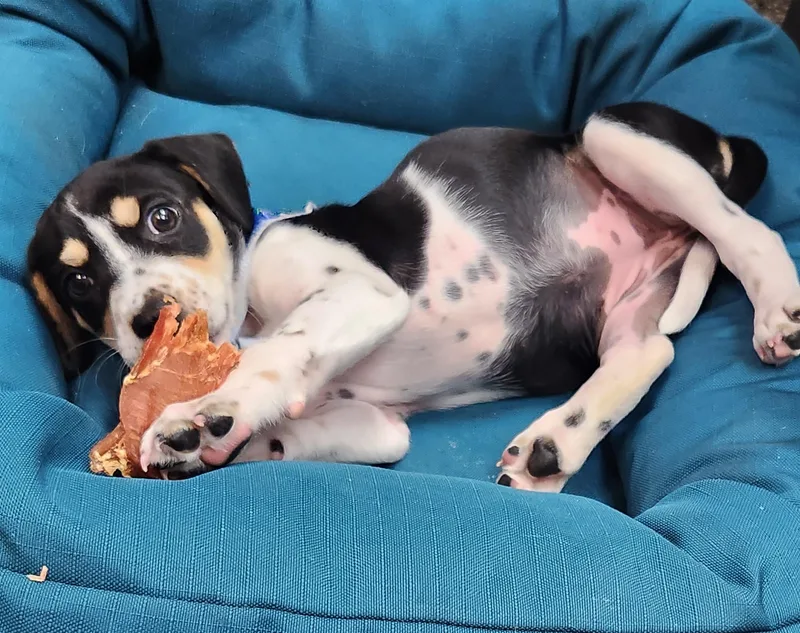 Tilly thumbnail 3