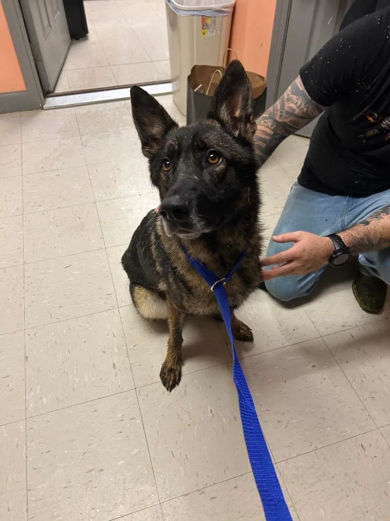 A young medium-sized female German Shepherd Dog dog named Nala for adoption in Morgantown, KY
