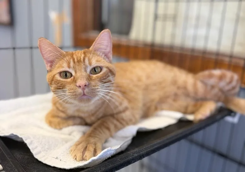A young medium-sized male Tabby (Orange / Red) Domestic Short Hair cat named Little Mike for adoption in Columbus, NE