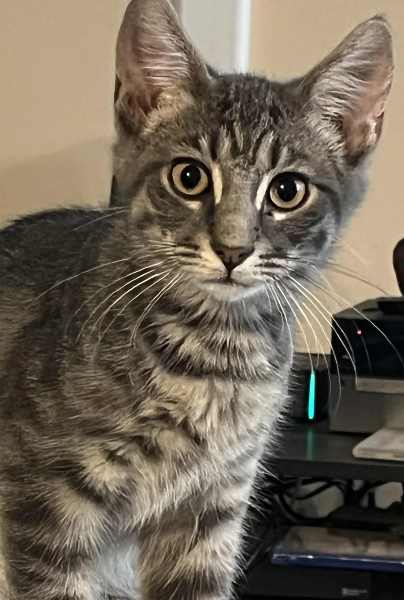 A baby small-sized male Domestic Short Hair cat named Jalapeno for adoption in Indianapolis, IN