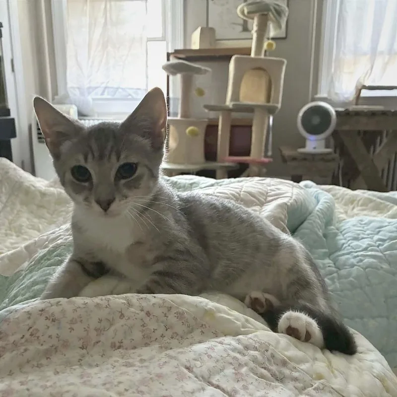 A baby small-sized male Gray / Blue / Silver Domestic Short Hair cat named Rain for adoption in Oakton, VA