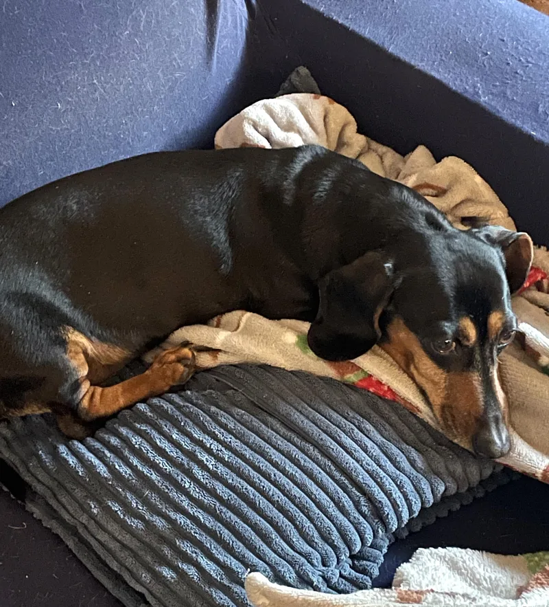 An adult small-sized male Black Dachshund dog named Jake In Va for adoption in Shelbyville, TN