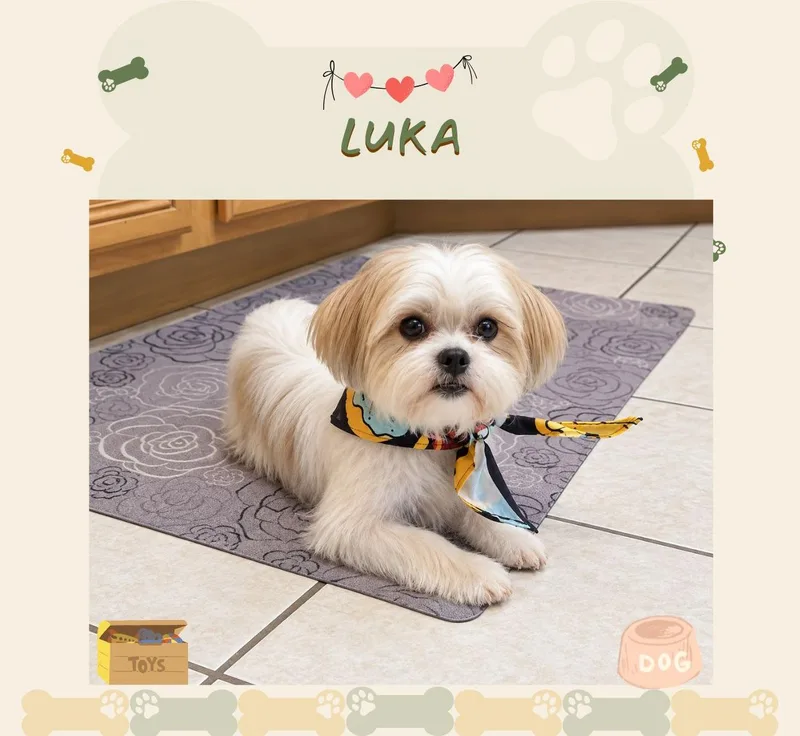 A baby small-sized male White / Cream Shorkie dog named Luka for adoption in Jacksonville, FL