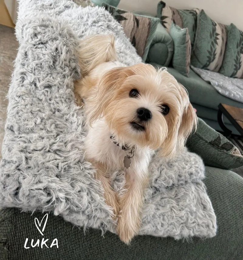 Luka thumbnail 2