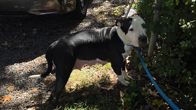 An adult large-sized female Pit Bull Terrier dog named Esmeralda for adoption in Charlotte, NC