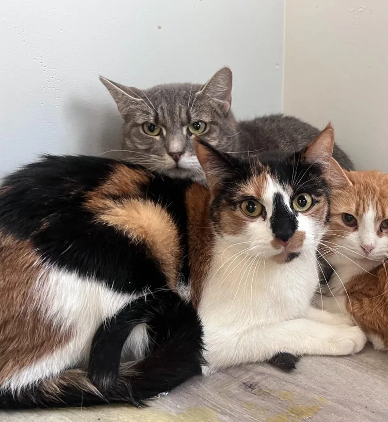 An adult medium-sized female Domestic Short Hair cat named SVenice for adoption in Windsor, CT