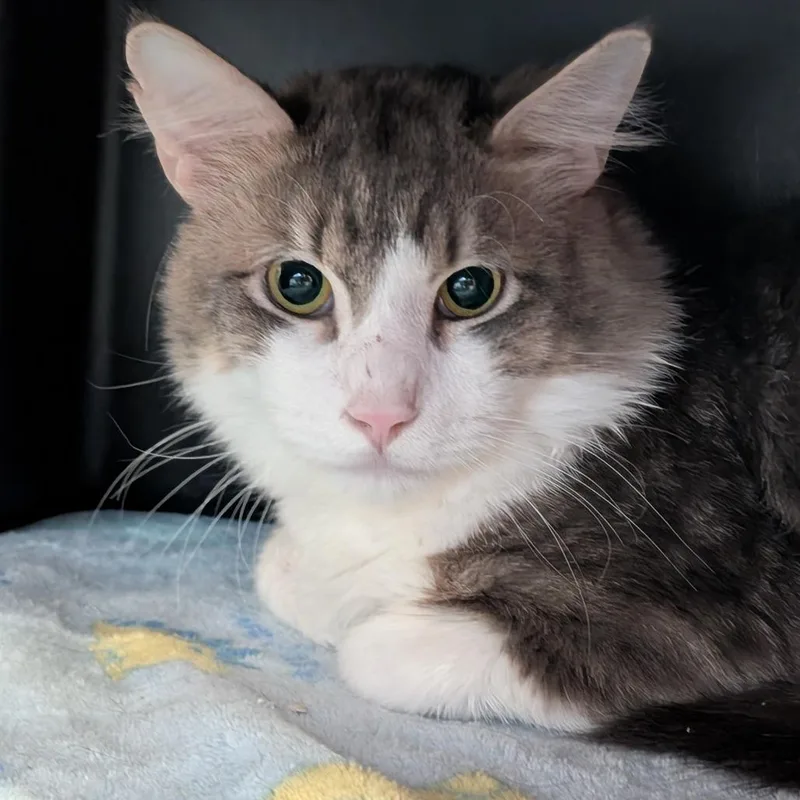 An adult large-sized male Gray / Blue / Silver Domestic Medium Hair cat named Gabriel for adoption in Spokane, WA