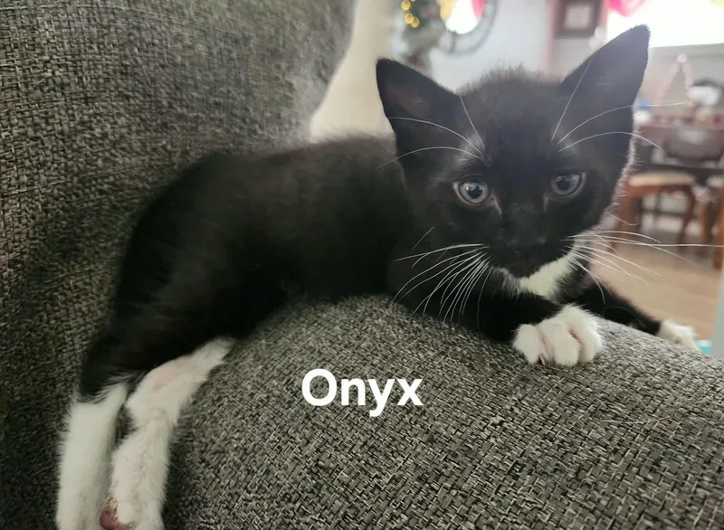 A baby medium-sized male Black & White / Tuxedo Domestic Short Hair cat named Onyx for adoption in Chicopee, MA