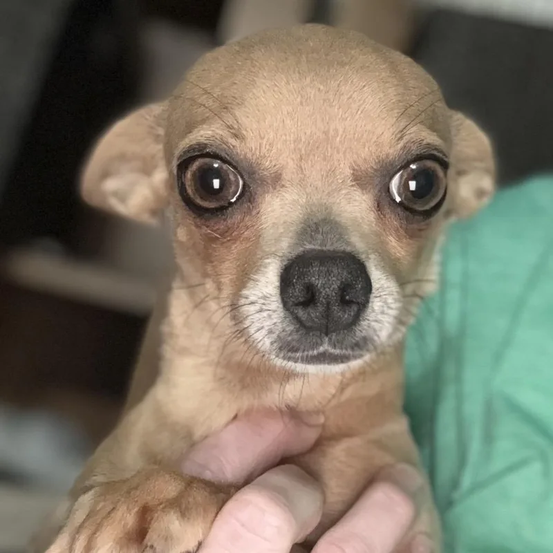 An adult small-sized female Chihuahua dog named Trixie for adoption in Hudson, IL