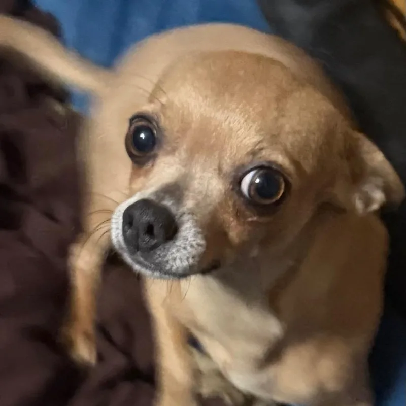 Trixie thumbnail 2