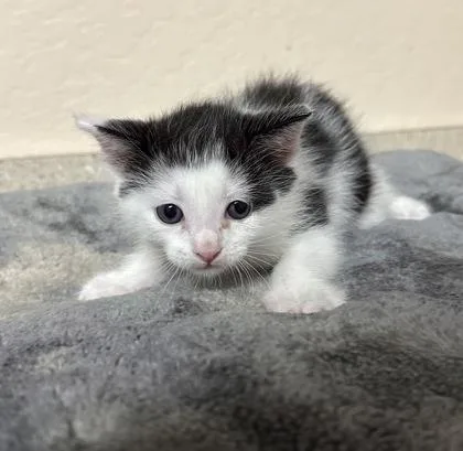 A young small-sized male Domestic Medium Hair cat named Plum for adoption in Phoenix, AZ