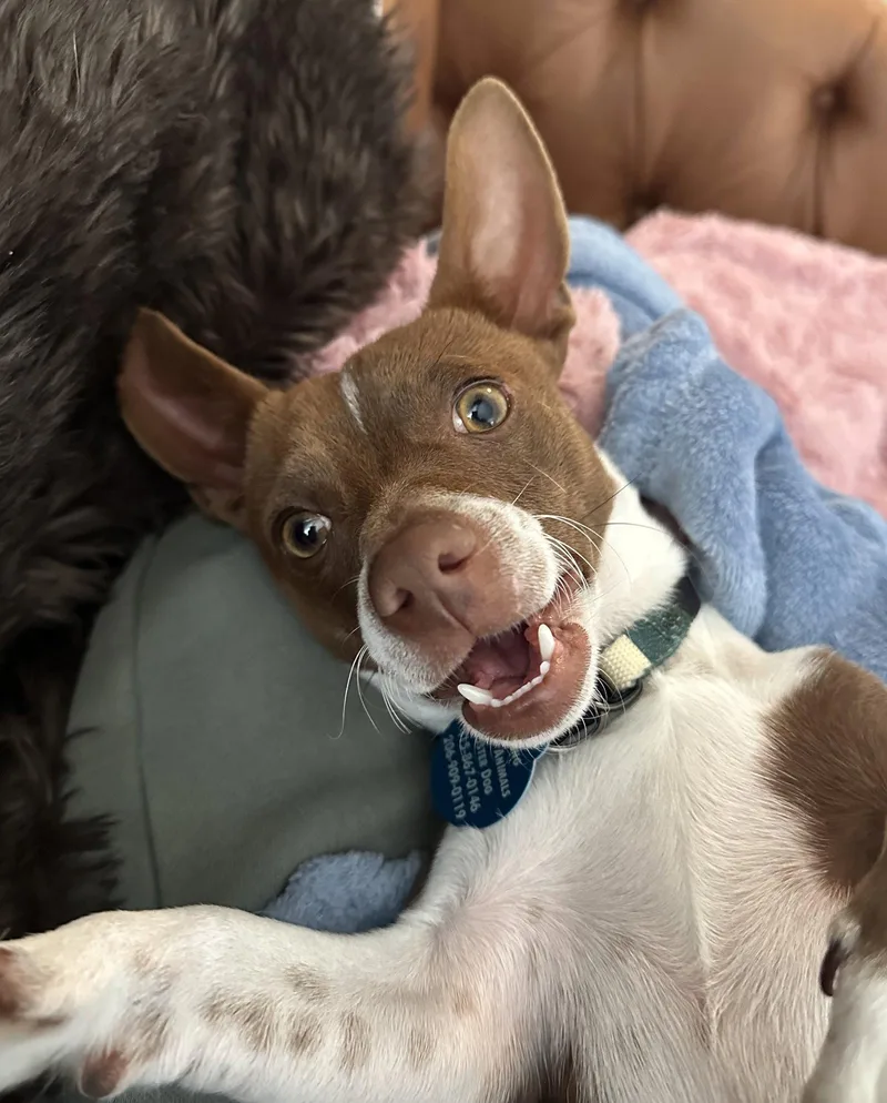 A young small-sized male Chihuahua dog named Gus for adoption in Seattle, WA