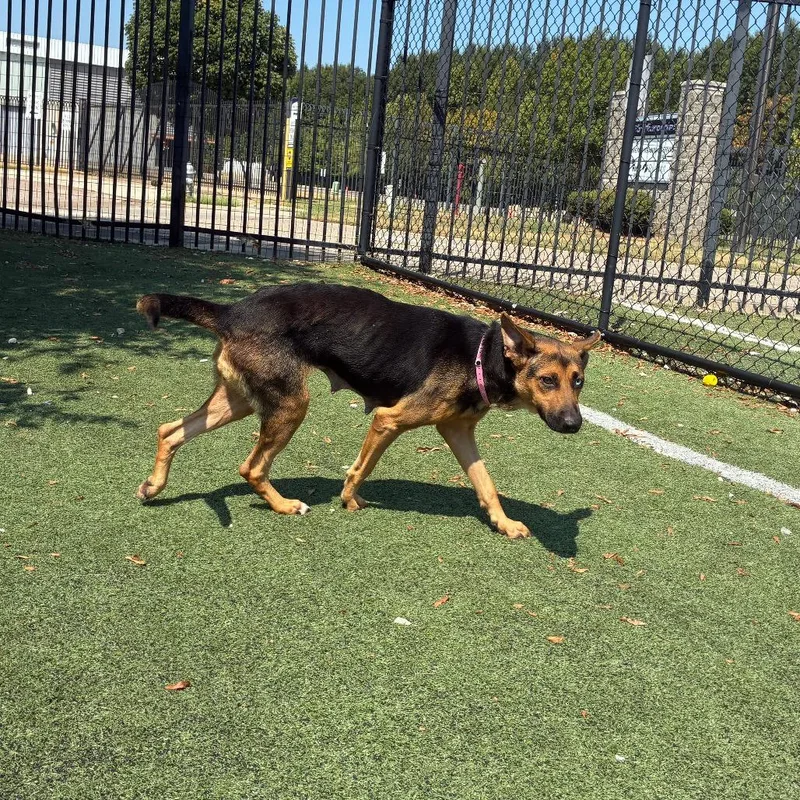 An adult medium-sized female Mixed Breed dog named Almond for adoption in Memphis, TN