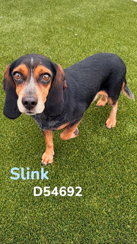Slink thumbnail 2