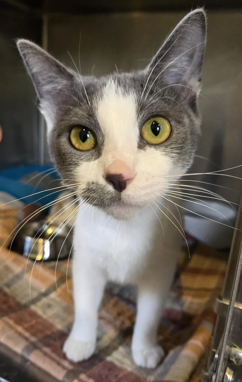 A young medium-sized male Gray & White Domestic Short Hair cat named Bugles for adoption in Bloomsdale, MO