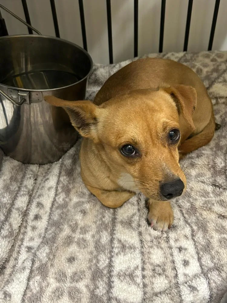 An adult small-sized male Brown / Chocolate Chihuahua dog named Parchessi for adoption in Lakeland, FL