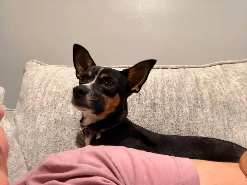 A young small-sized female Rat Terrier dog named Margot for adoption in Indianapolis, IN