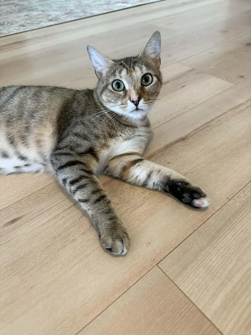 Cindy Lou thumbnail 4