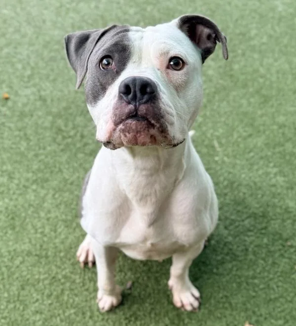 An adult medium-sized female Pit Bull Terrier dog named Sophie for adoption in Canton, GA