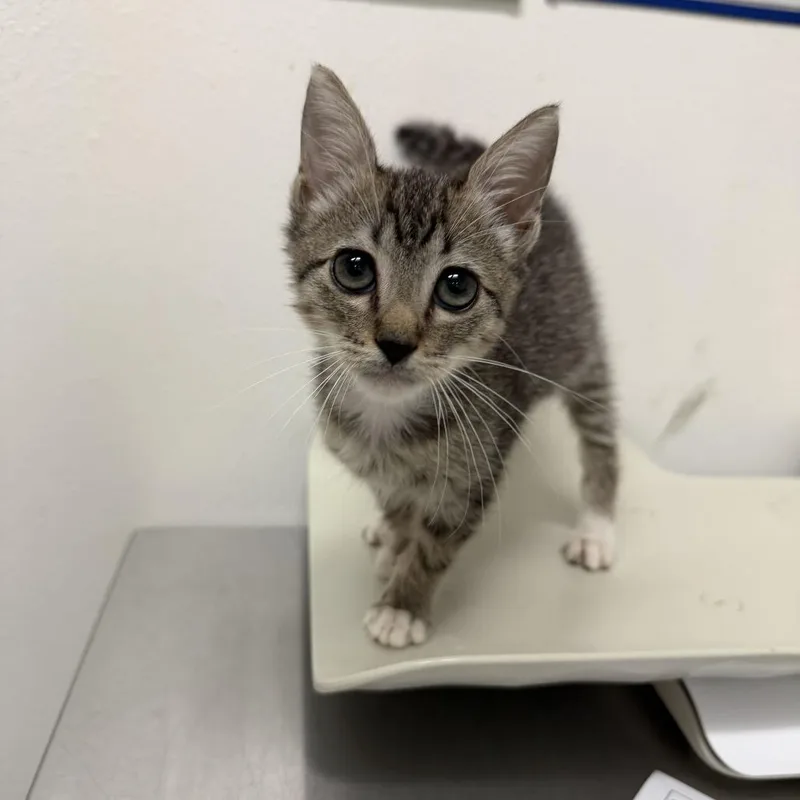 A baby small-sized male Domestic Short Hair cat named Leo for adoption in Edinburg, TX