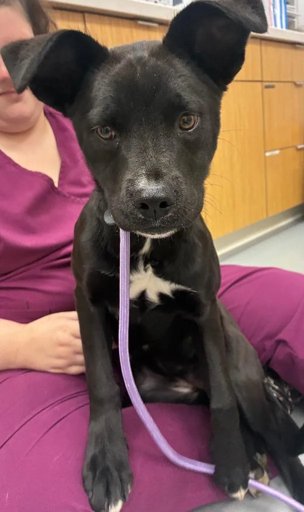 A baby medium-sized female Shepherd dog named Mirabel for adoption in Hartsville, SC