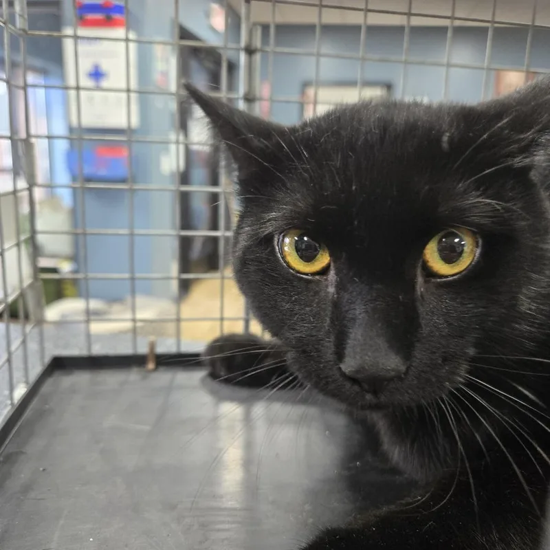 A baby medium-sized male Black Domestic Short Hair cat named Blanket for adoption in Newark, NJ