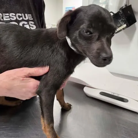 Whoopsey thumbnail 2