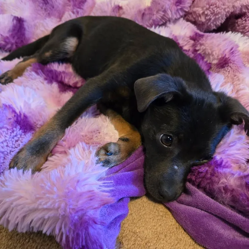 Whoopsey thumbnail 3