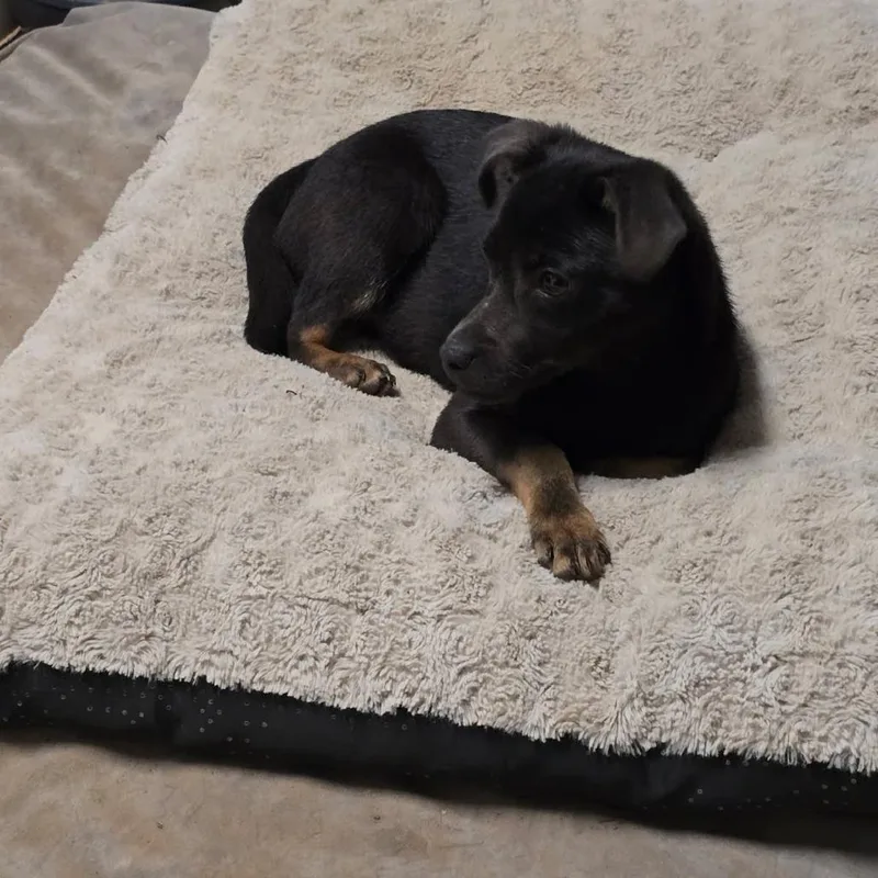 Whoopsey thumbnail 4