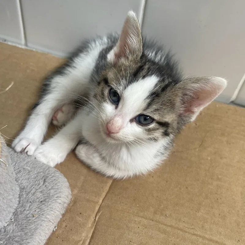 A baby small-sized male Brown / Chocolate Domestic Short Hair cat named Upachaya for adoption in Austin, TX