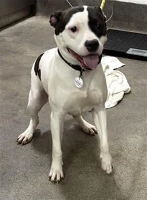 A young medium-sized female Pit Bull Terrier dog named Lane for adoption in Upper Marlboro, MD