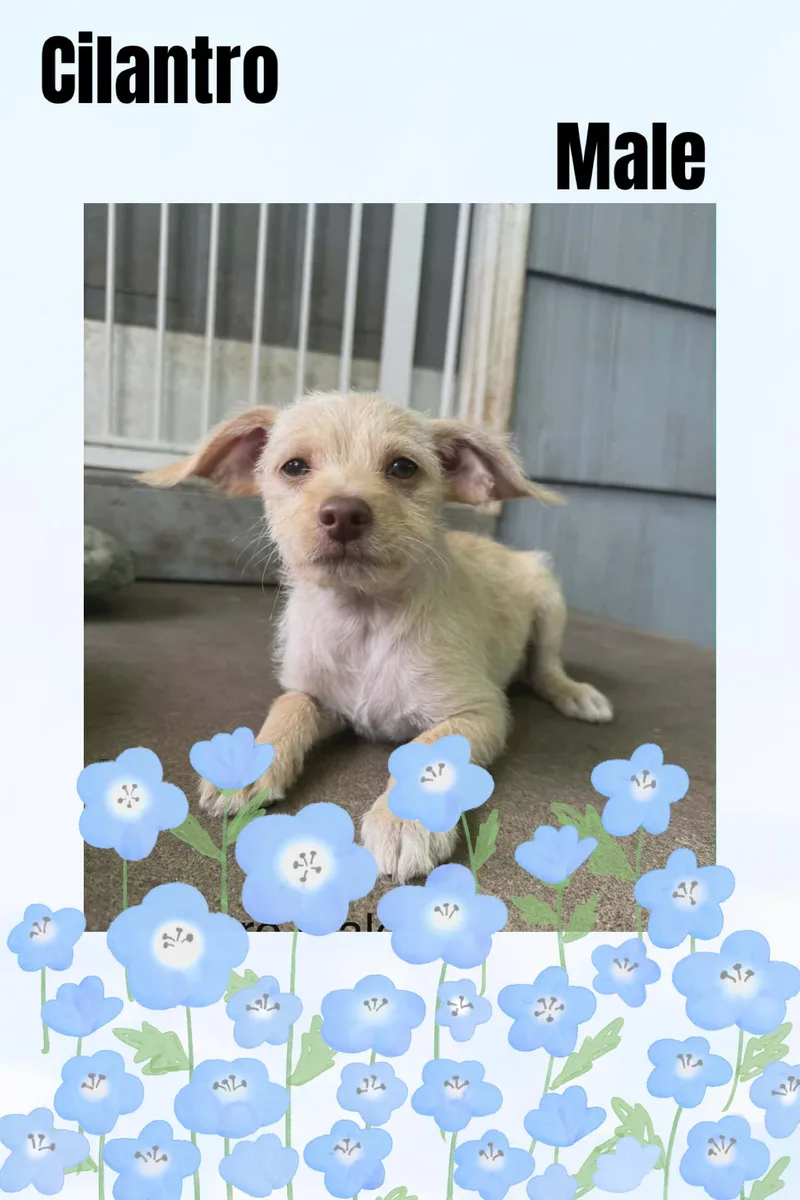 A baby small-sized male Terrier dog named Cilantro for adoption in Eugene, OR