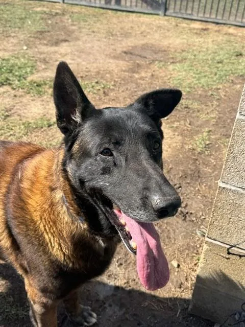 A senior large-sized male Belgian Shepherd / Malinois dog named Shaq for adoption in Riverside, CA