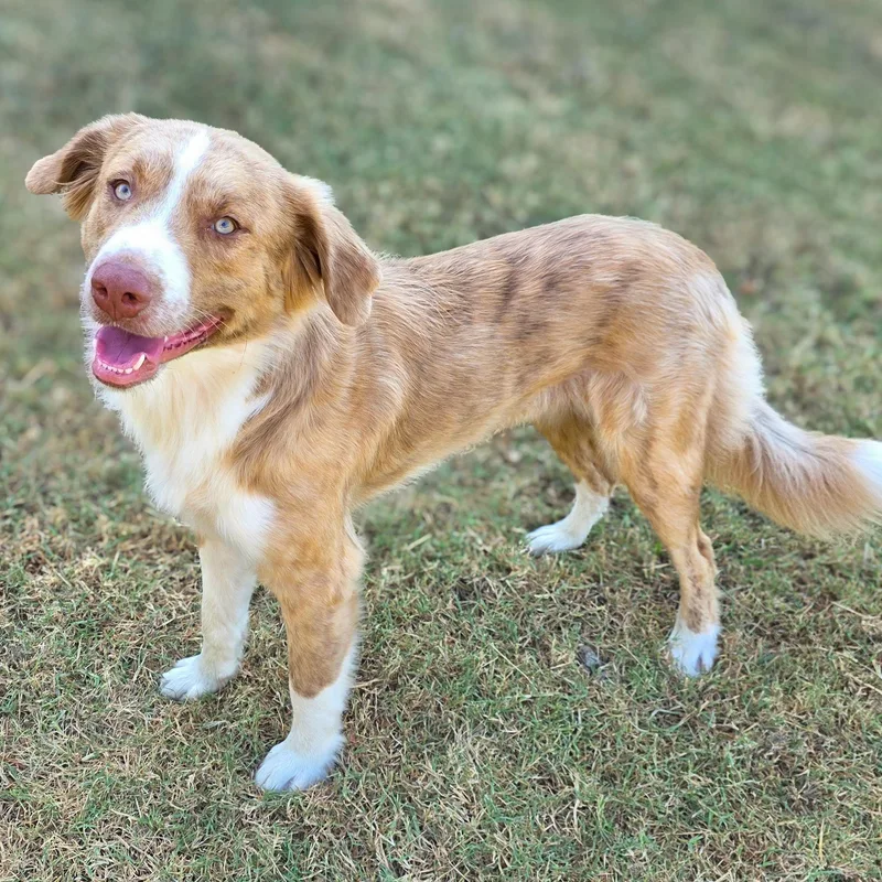 A young medium-sized male Australian Shepherd dog named Morgan for adoption in Gainesville, TX
