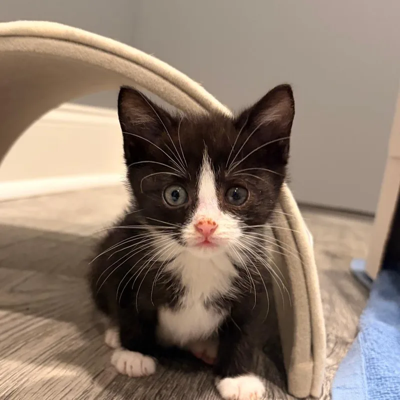 A baby small-sized male Black Domestic Short Hair cat named Jigglypuff for adoption in Perkiomenville, PA
