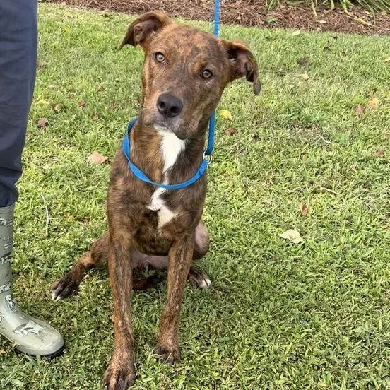 A baby medium-sized female Pit Bull Terrier dog named Bean for adoption in Valdosta, GA