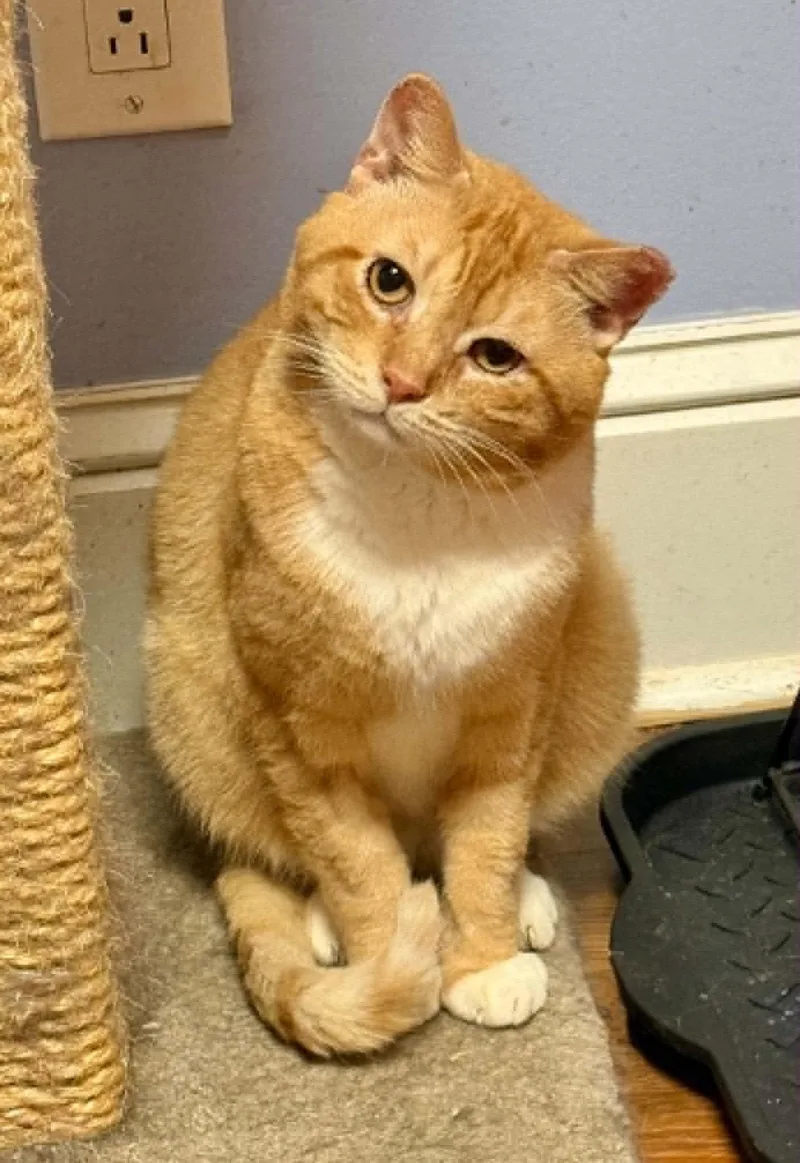 An adult small-sized male Tabby cat named Keaton for adoption in Capshaw, AL