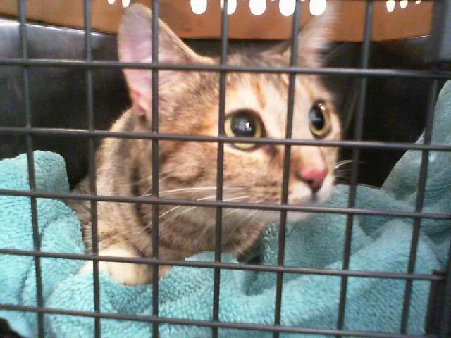 An adult small-sized female Domestic Short Hair cat named Celine for adoption in Charlotte, NC
