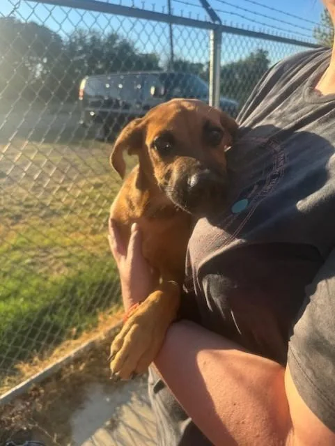 A baby medium-sized female Brown / Chocolate German Shepherd Dog dog named Frances for adoption in Cushing, OK