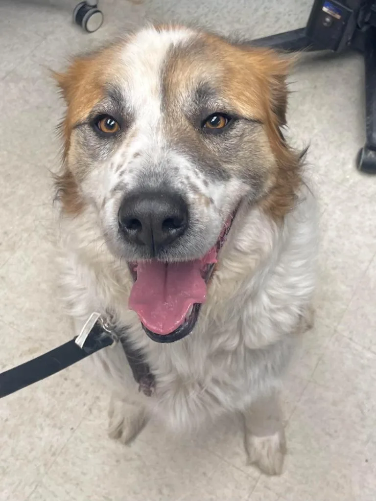 An adult medium-sized male Saint Bernard dog named Cody for adoption in Rock Springs, WY