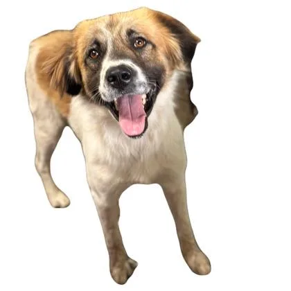 An adult large-sized male Yellow / Tan / Blond / Fawn Great Pyrenees dog named Anika for adoption in Red Bluff, CA