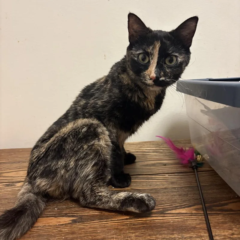 An adult small-sized female Tortoiseshell Domestic Short Hair cat named Mk for adoption in Long Beach, CA