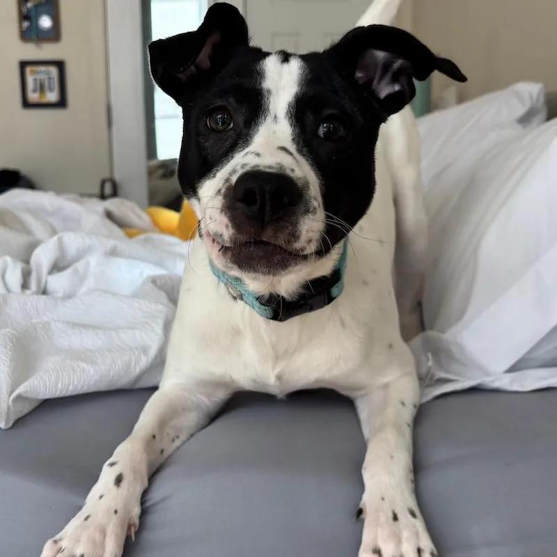Pepper