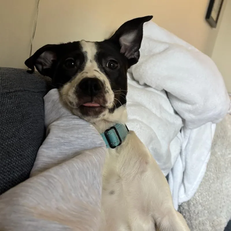 Pepper thumbnail 2
